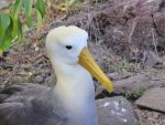 I'm a friendly albatross